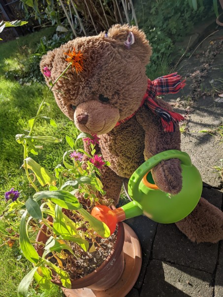Ein Teddyb&auml;r mit Schal h&auml;lt eine Gie&szlig;kanne und gie&szlig;t damit einen Blumentopf