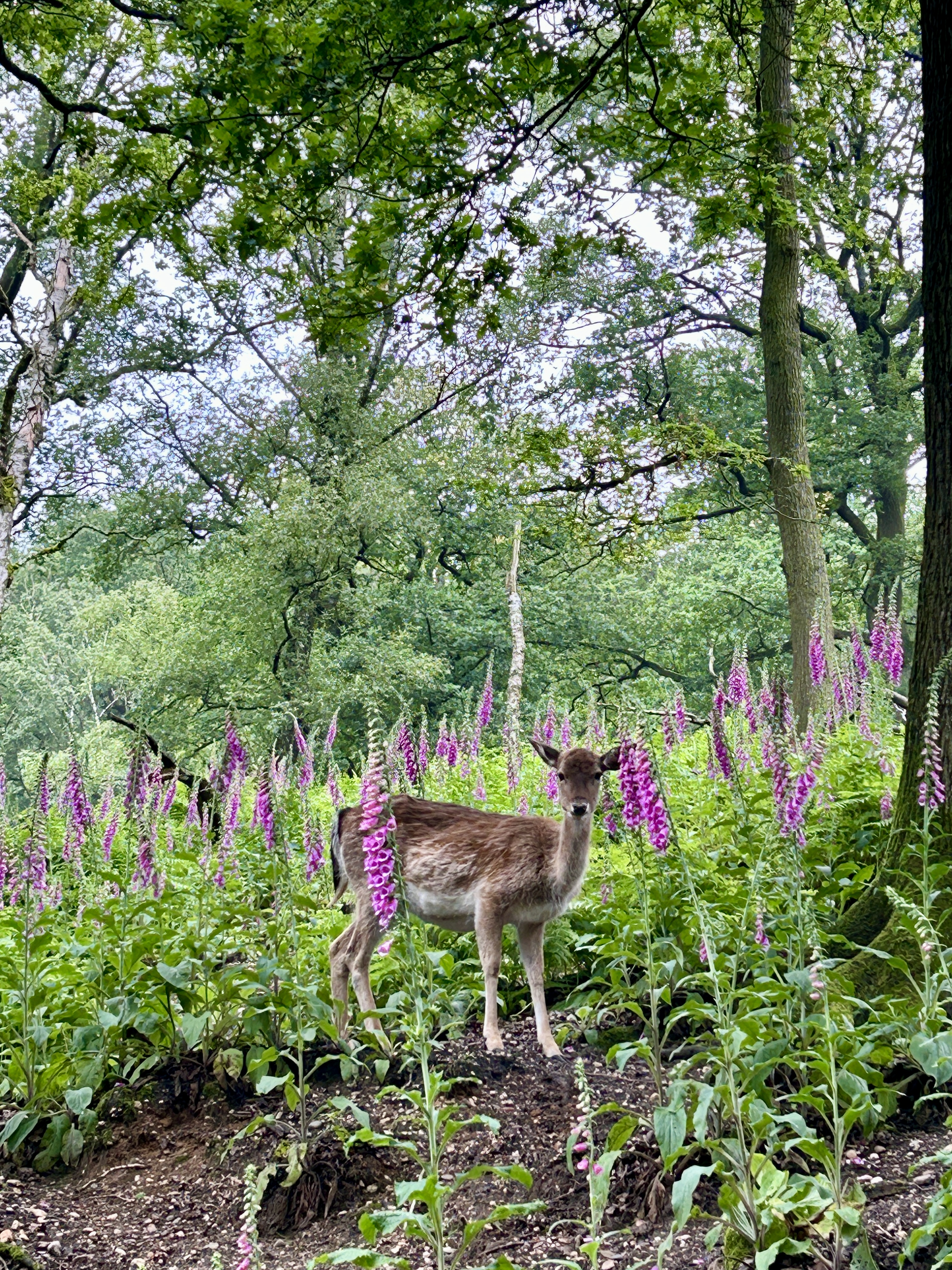 Ein Reh steht im Wald zwischen Gräsern und Blumen.