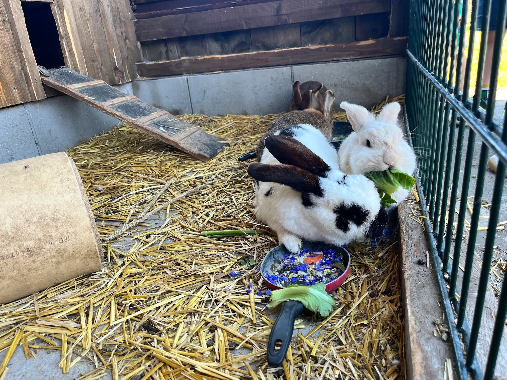Hasen fressen aus einer Pfanne im Stall