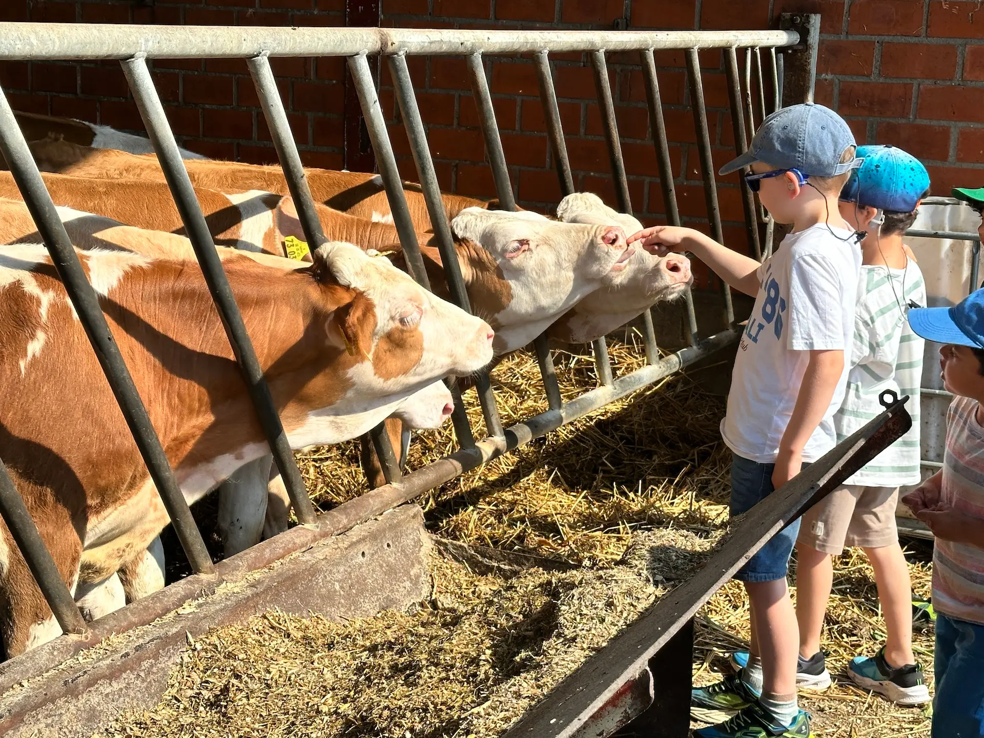 Kinder streicheln die Nasen von Kühen, die ihre Köpfe durchs Stallgitter strecken