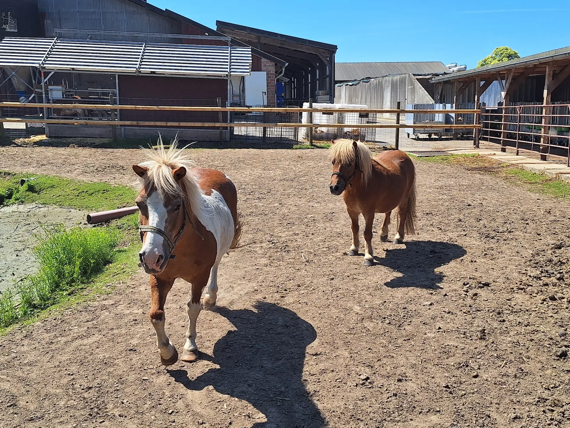 2 Ponys laufen über einen Platz
