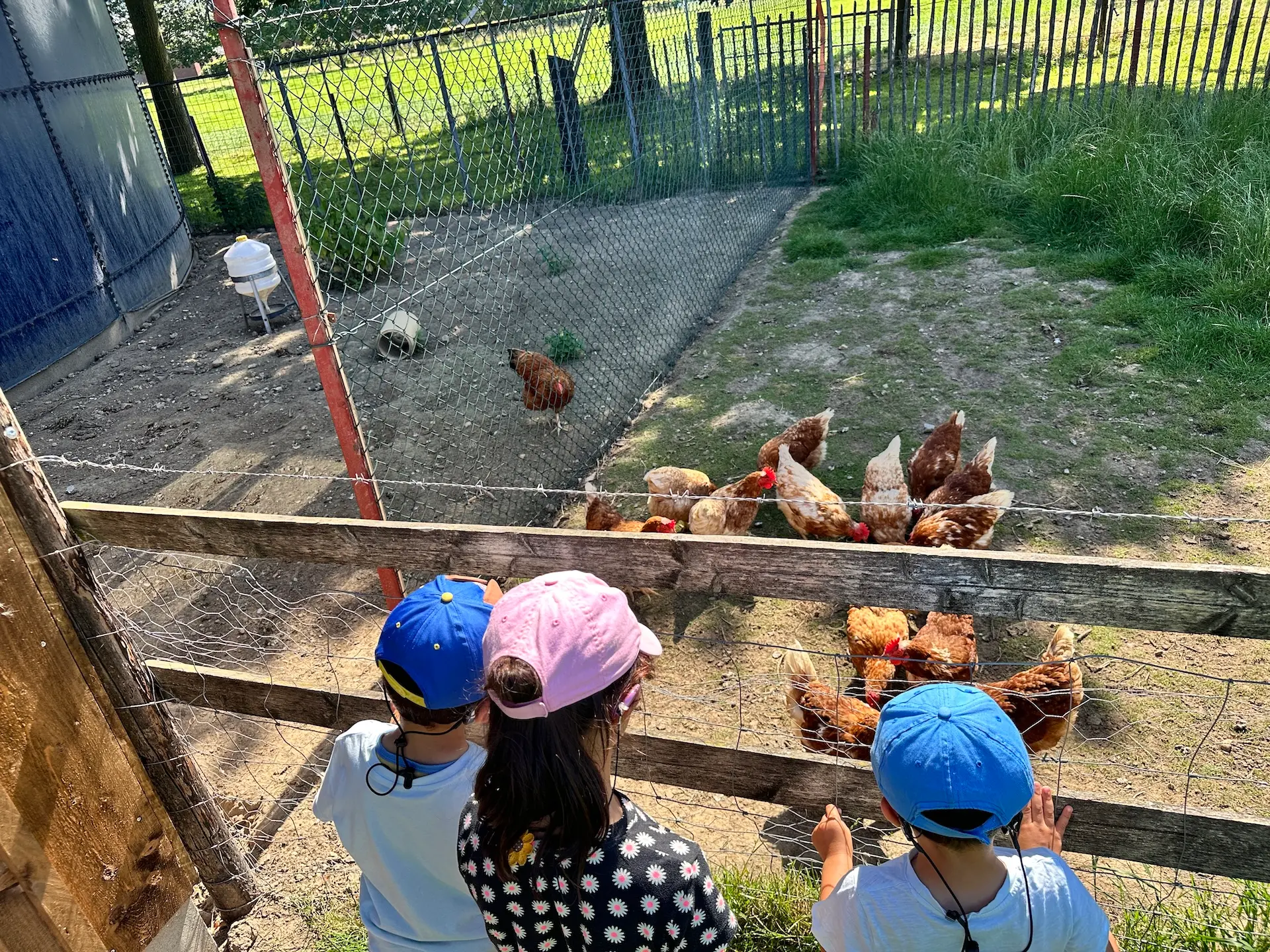3 Kinder stehen vor einem Hühnerstall, in dem viele Hühner auf dem Boden picken