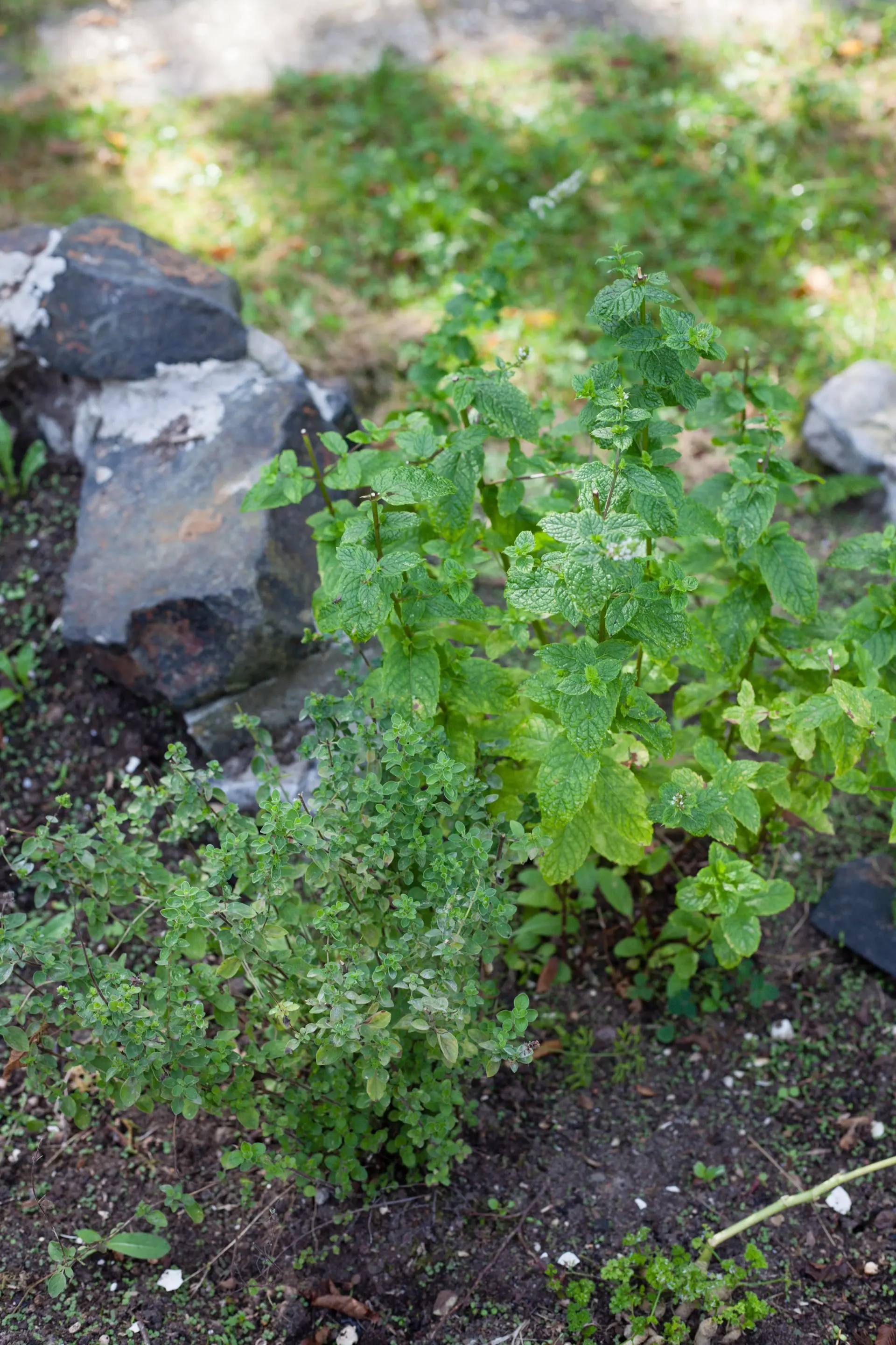 Nahansicht von Kräutern im Beet im Garten